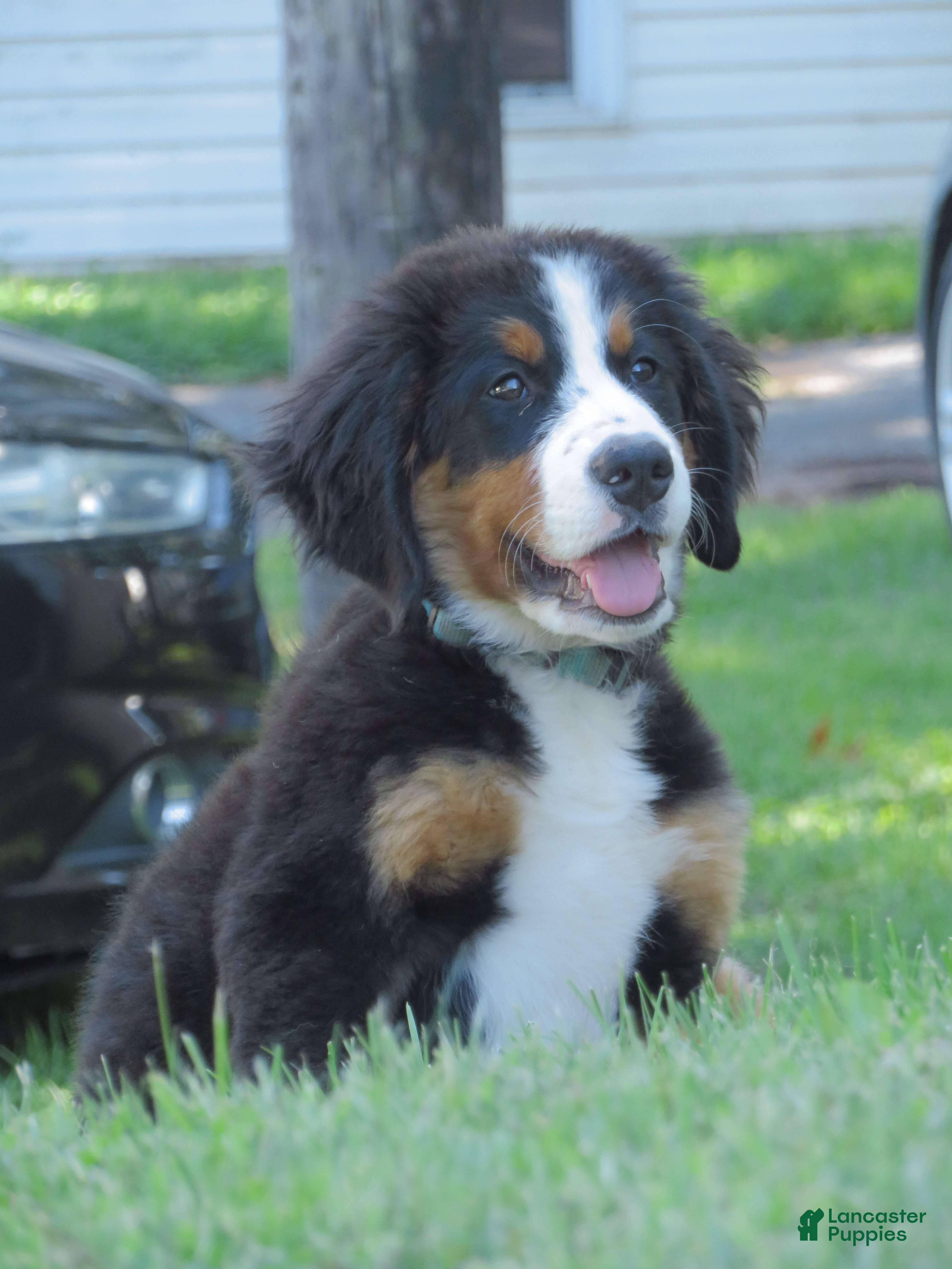Bernese Mountain Dog dogs Joey - Ad 25