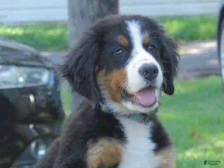 Bernese Mountain Dog dogs Joey - Ad 25