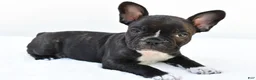 Frenchton dogs for sale: Blaze  - Ad 5