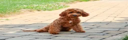 Cavapoo dogs for sale: Noelle - Ad 4