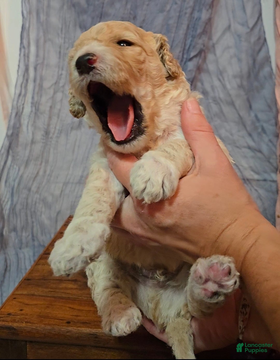 Mixed Breed dogs for sale: Arlo - Ad 7