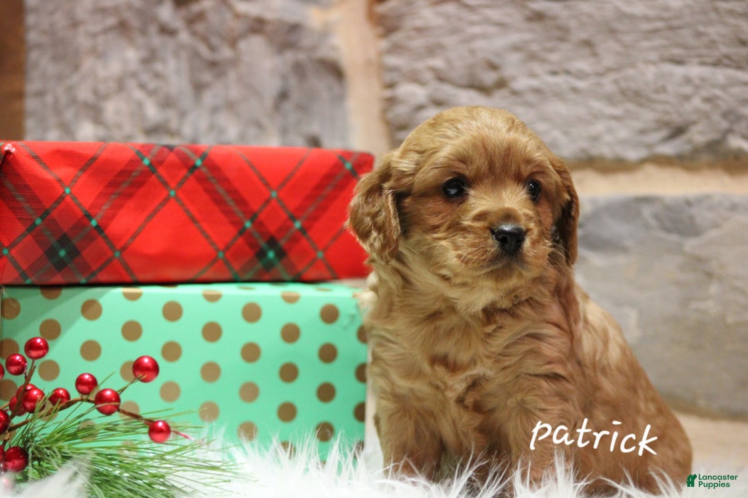 Cavapoo dogs for sale: Patrick  - Ad 2