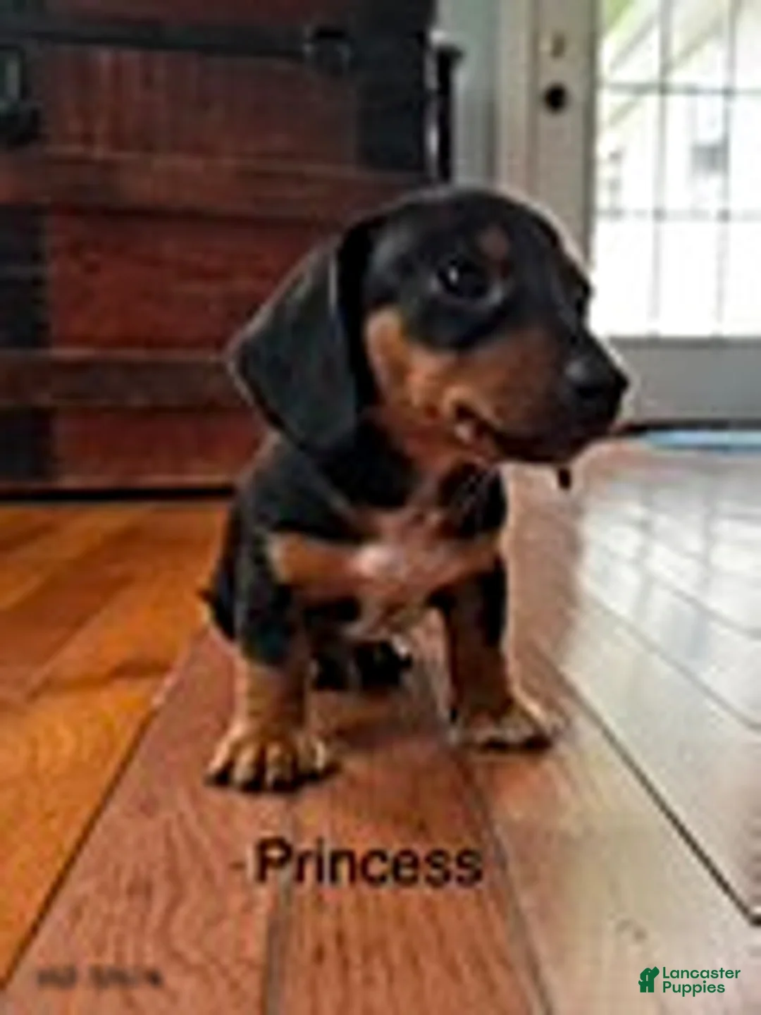 Mini Aussiedoodle dogs for sale: Princess  - Ad 1