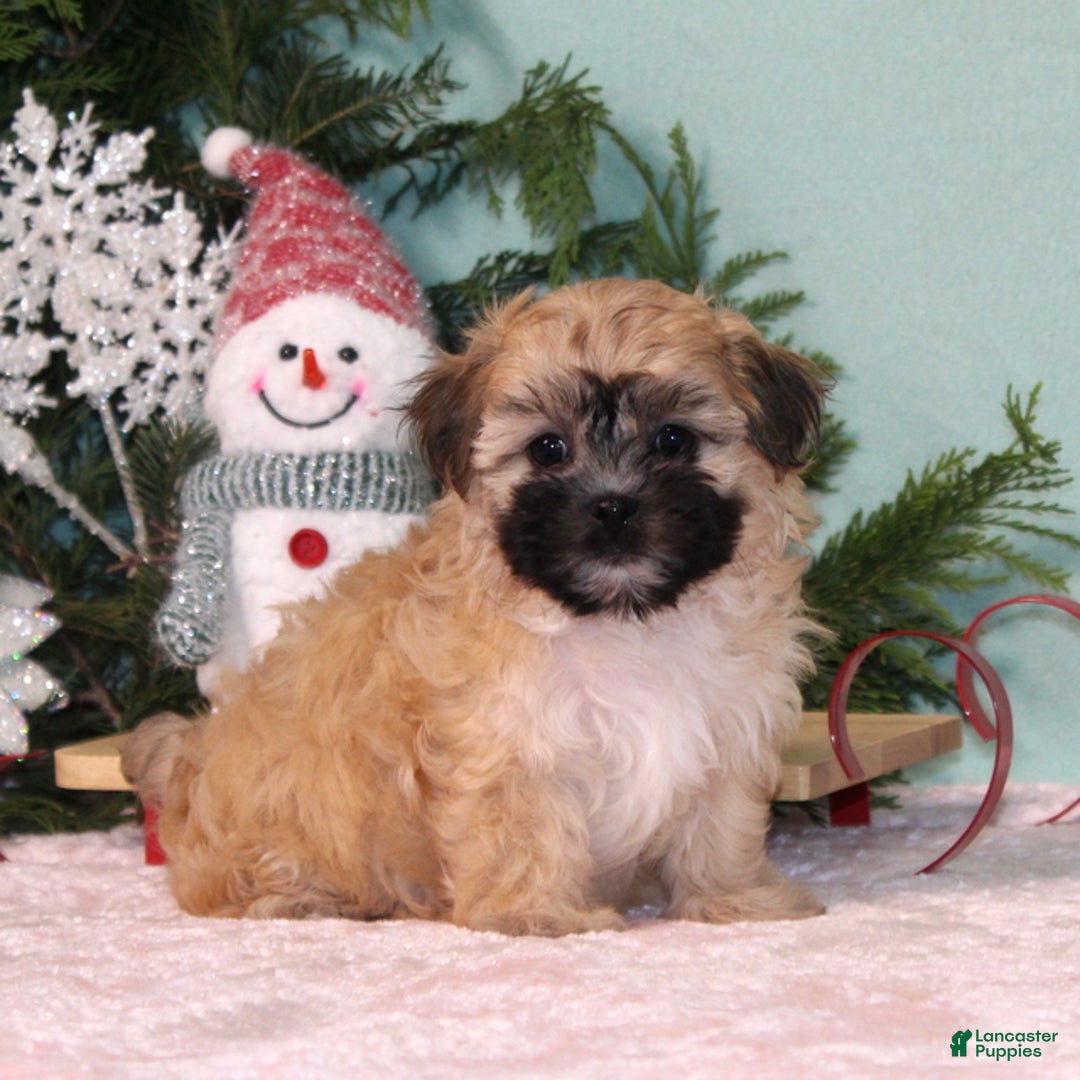 Teddy Bear dogs for sale: Koko - Ad 4