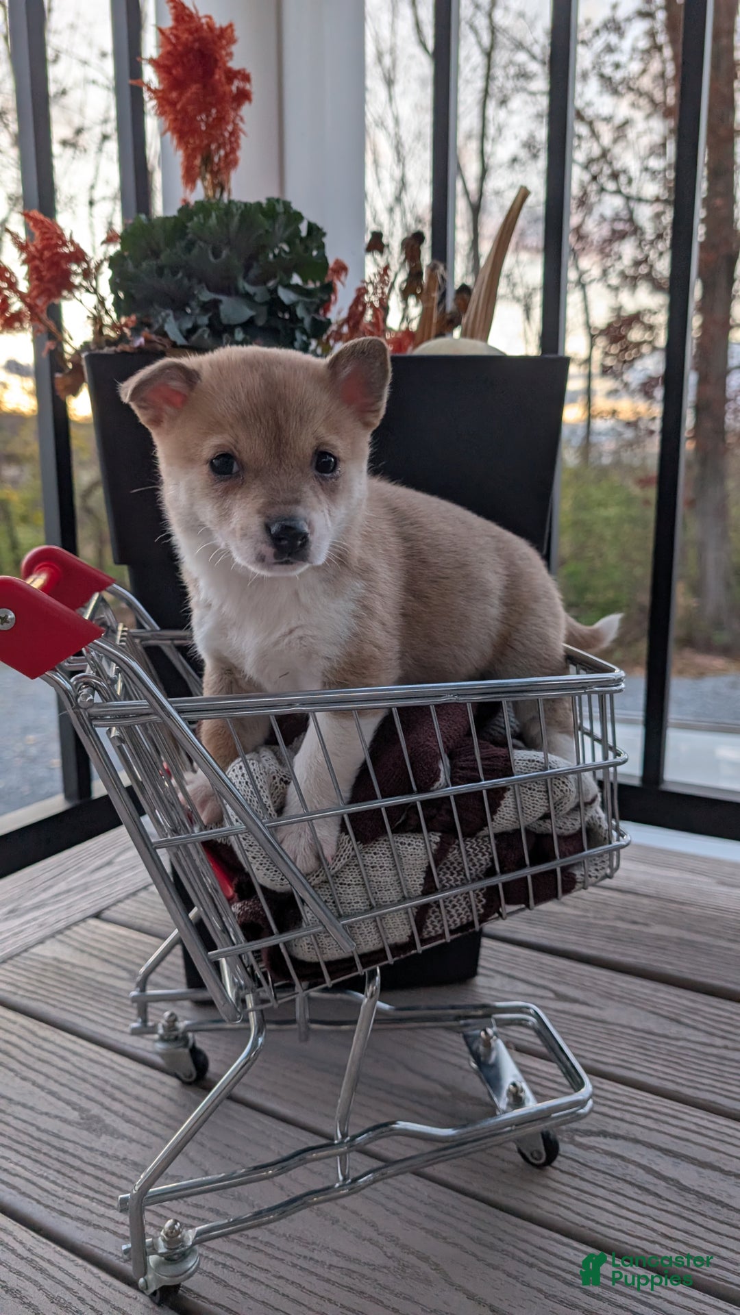 Mixed Breed dogs for sale: Piper - Ad 2