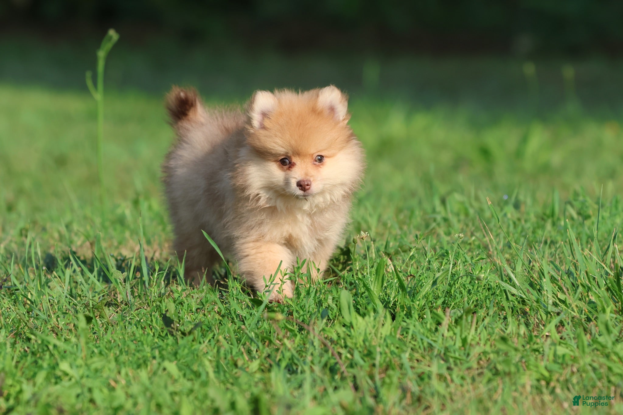 Pomeranian dogs Sir Fox - Ad 2