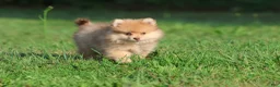 Pomeranian dogs for sale: Sir Fox - Ad 2