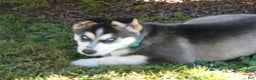 Gerberian Shepsky dogs for sale: Tracy - Ad 3