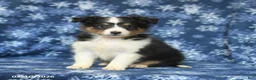 Shetland Sheepdog dogs for sale: Pepsi - Ad 2