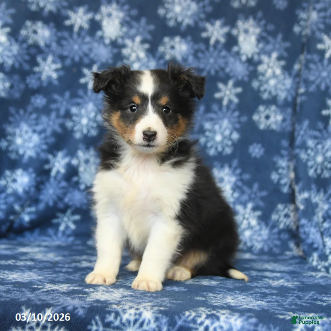 Shetland Sheepdog dogs for sale: Pepsi - Ad 2