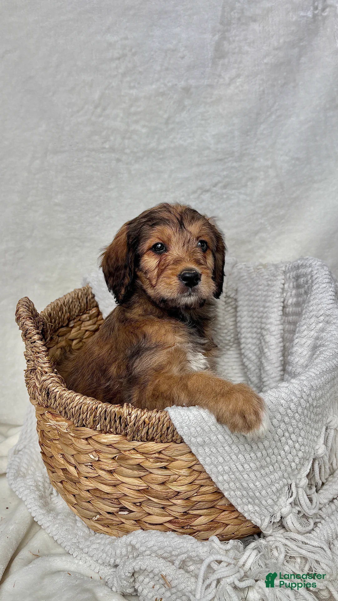 Bernedoodle dogs for sale: Sophie - Ad 2