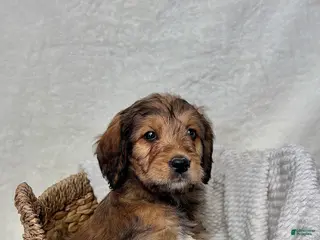 Bernedoodle dogs Sophie - Ad 34