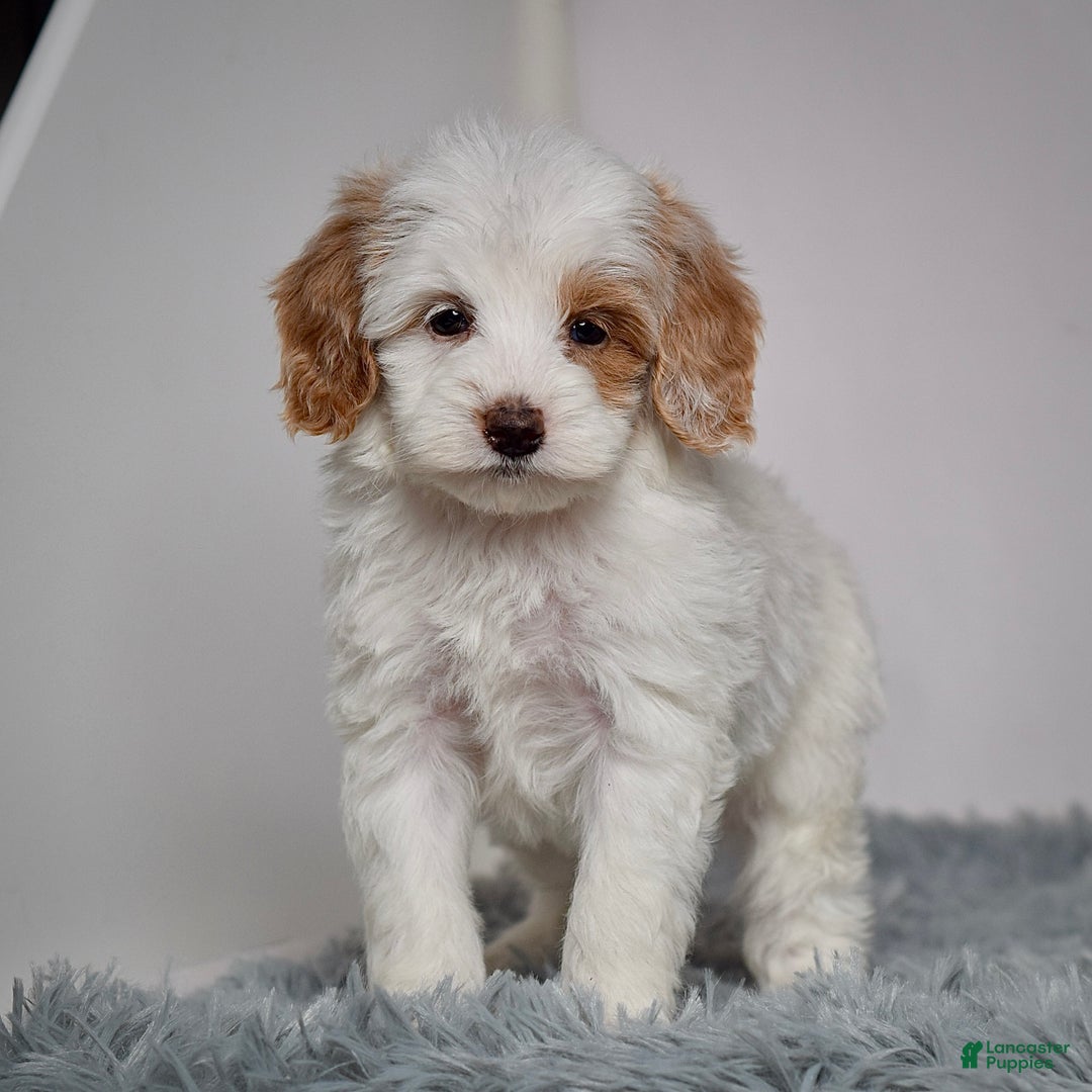 Mini Goldendoodle dogs for sale: Ms. Oakley - Ad 4