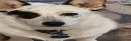 Mixed Breed dogs for sale: Male 2 - Ad 10