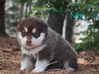 Alaskan Malamute dogs for sale: Nikie - Ad 1