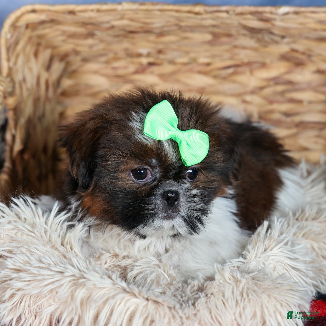 Shih Tzu dogs for sale: MARLEY - Ad 11