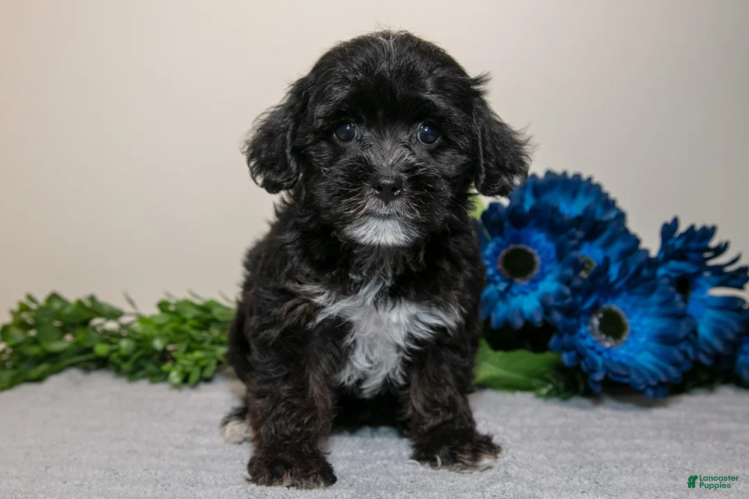 Yorkiepoo dogs for sale: Darcy - Ad 1