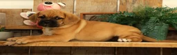 Puggle dogs for sale: Hunter - Ad 4