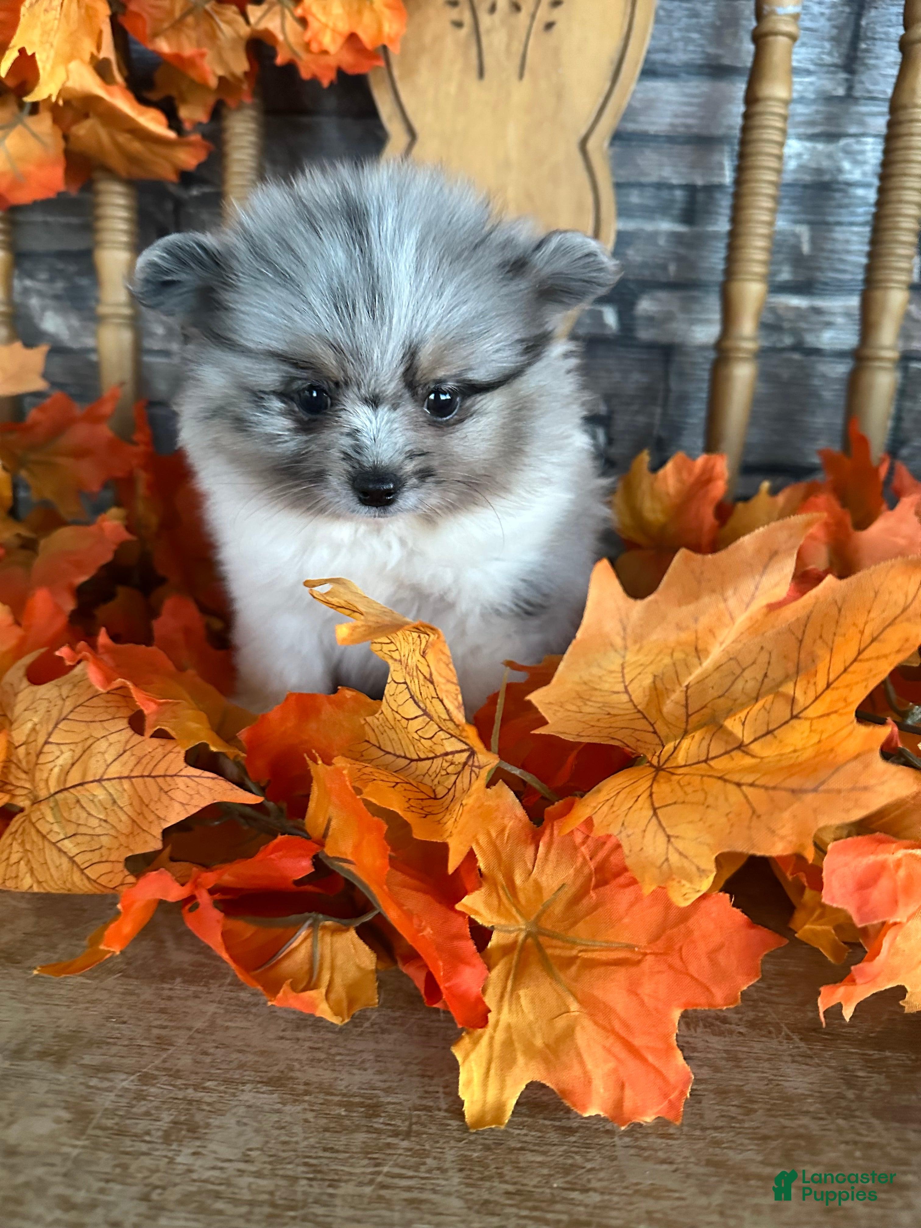 Pomeranian dogs King James  - Ad 2