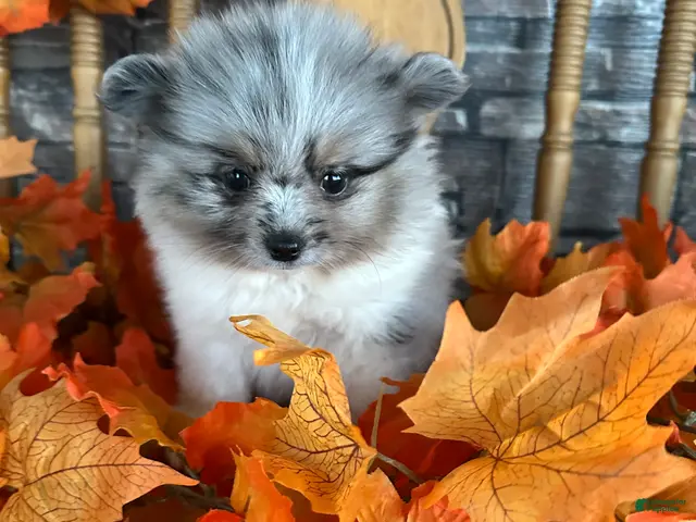 Pomeranian dogs for sale: King James - Ad 2