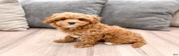 Cavapoo dogs for sale: Althea - Ad 1