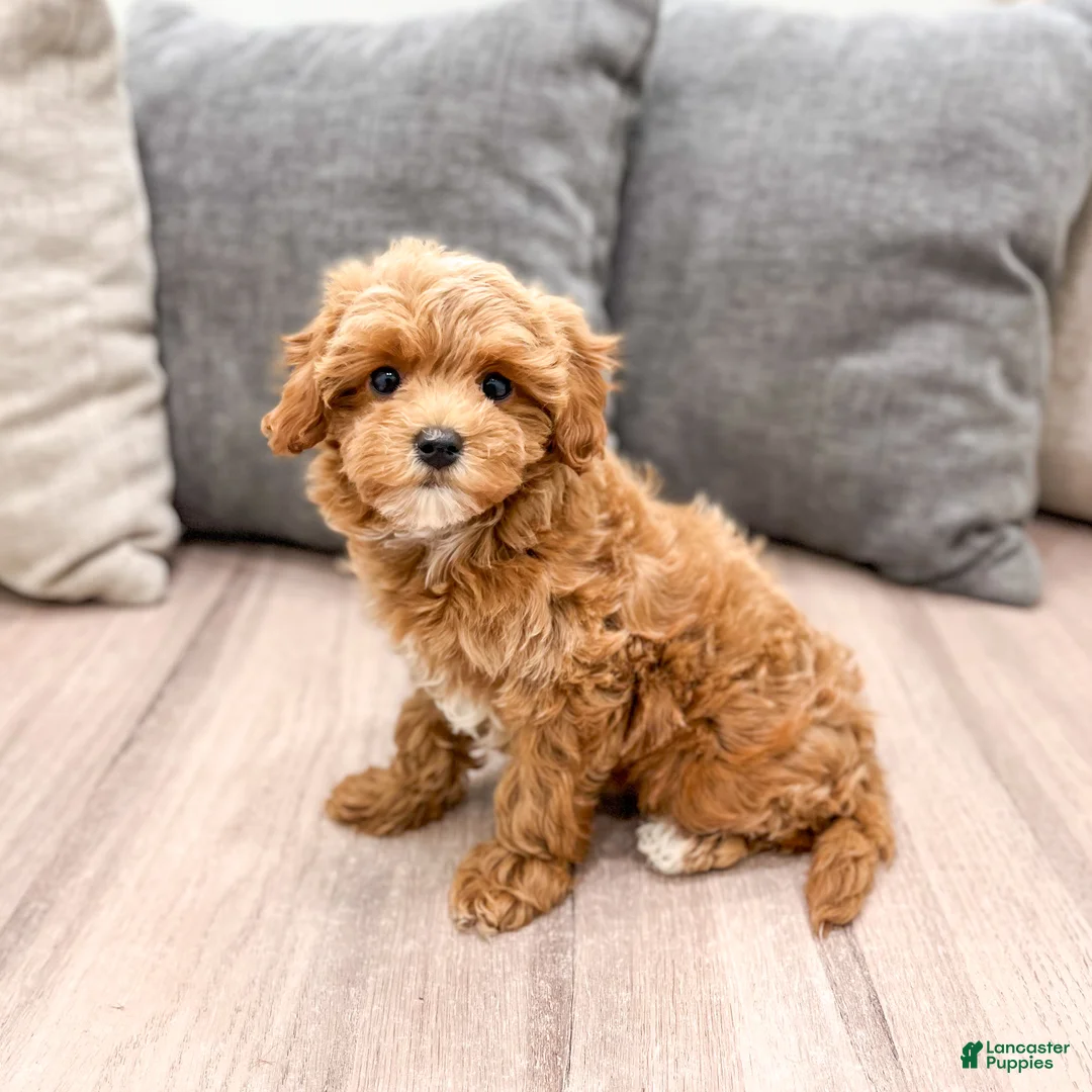Cavapoo dogs for sale: Althea - Ad 1