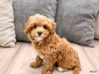 Cavapoo dogs for sale: Althea - Ad 2
