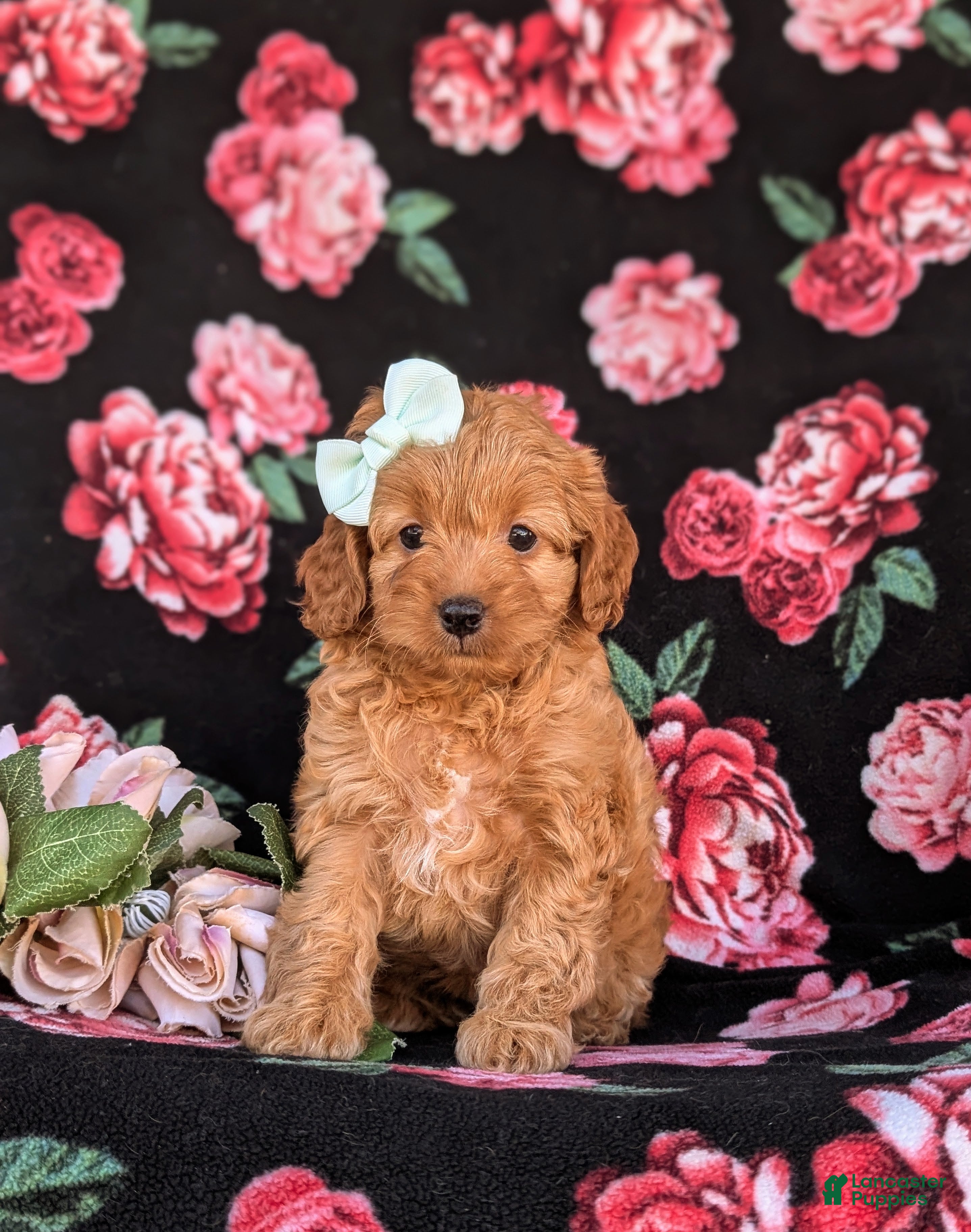 Cockapoo dogs Kaelee Hypoallergenic - Ad 2