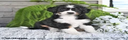 Mini Bernedoodle dogs for sale: Tulip - Ad 4