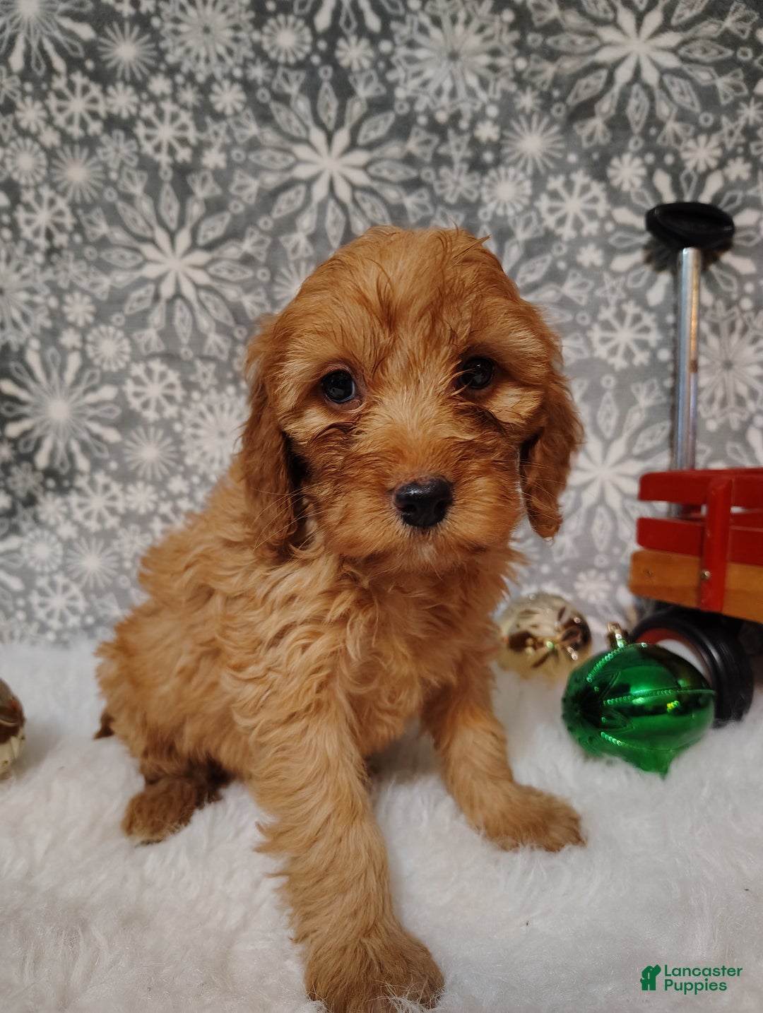Irish Doodle dogs for sale: Ginger - Ad 3