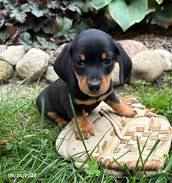 Dachshund dogs Tanner - Ad 1