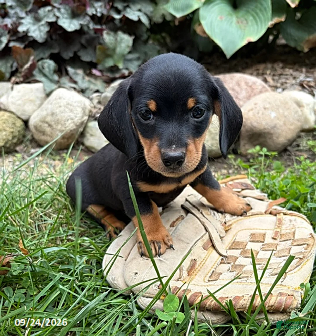 Dachshund dogs for sale: Tanner - Ad 1