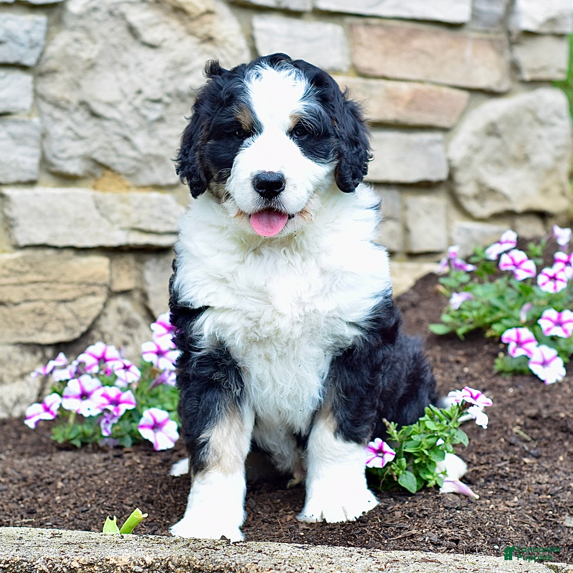Bernedoodle dogs Mr. Sammy - Ad 2