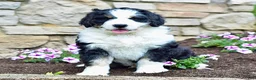 Bernedoodle dogs for sale: Mr. Sammy - Ad 2