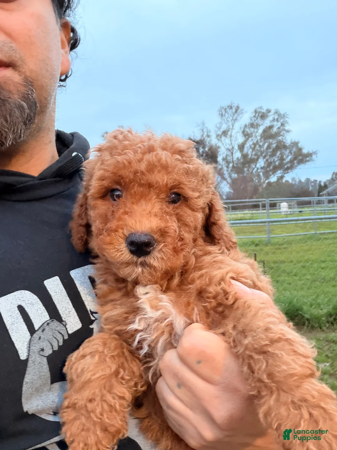 Mini Goldendoodle dogs for sale: Feliz - Ad 1