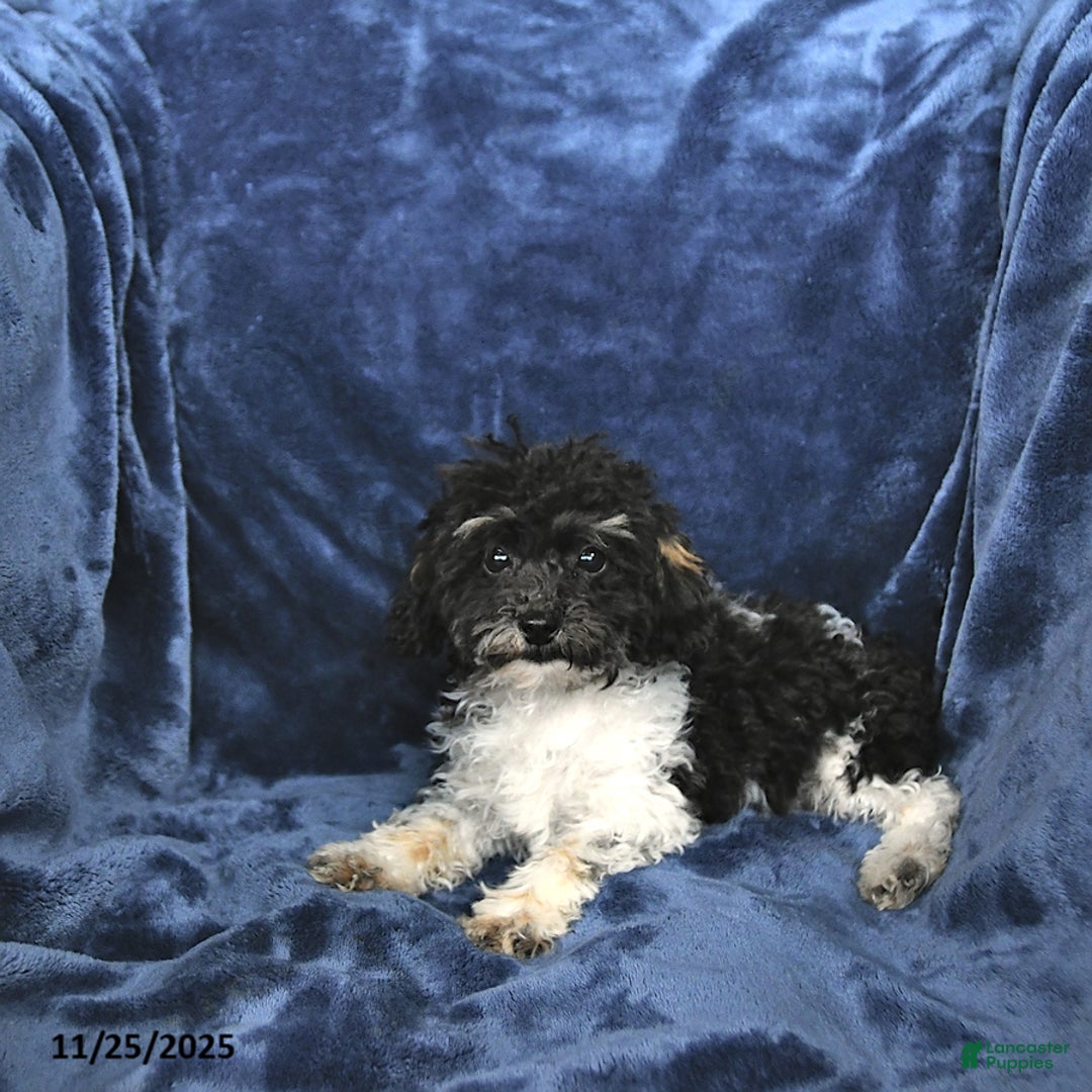 Toy Poodle dogs for sale: Kody - Ad 5