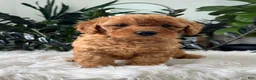 Mini Goldendoodle dogs for sale: Baya - Ad 6
