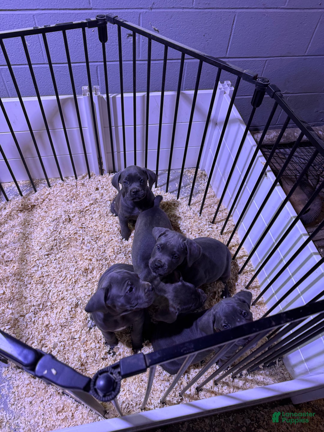 Cane Corso dogs for sale: Cane Corso Puppy 5 - Ad 5