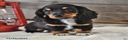 Miniature Dachshund dogs for sale: Rover - Ad 2