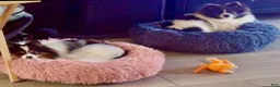 Pomeranian dogs for sale: AKC Liz - Ad 10
