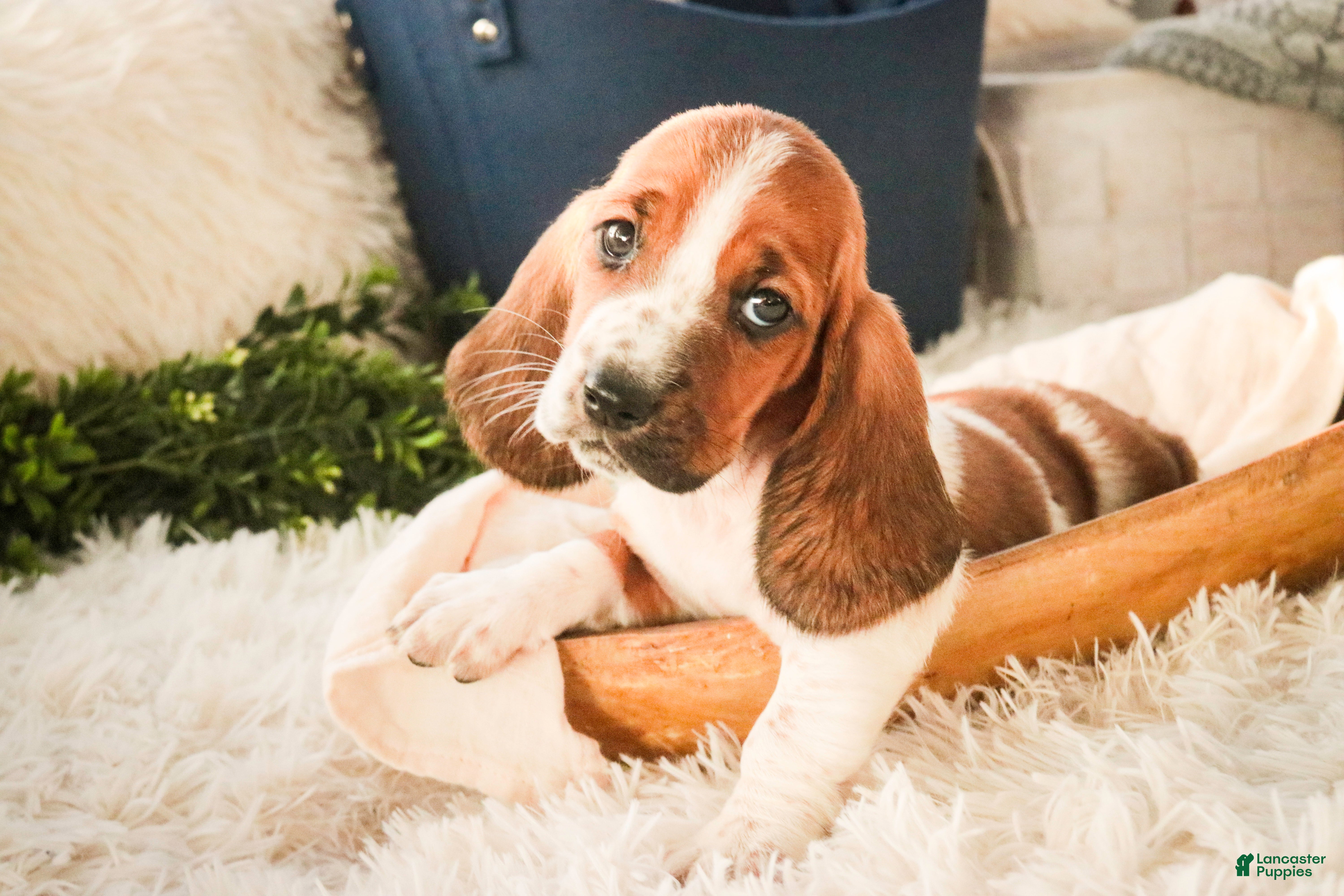 Basset Hound dogs Ainslie - Ad 17