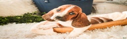 Basset Hound dogs for sale: Ainslie - Ad 1