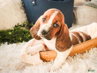 Basset Hound dogs Ainslie - Ad 11