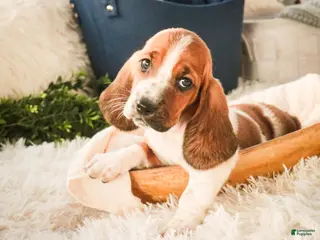 Basset Hound dogs Ainslie - Ad 11