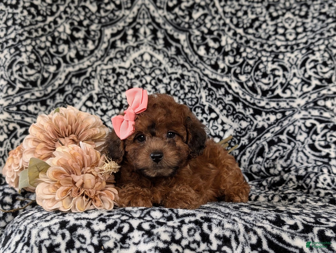 Shihpoo dogs for sale: Emilie - Ad 6