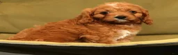 Cavapoo dogs for sale: Ruby - Ad 8