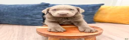Labrador Retriever dogs for sale: Raine - Ad 2