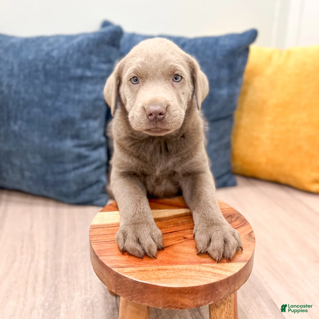 Labrador Retriever dogs for sale: Raine - Ad 2