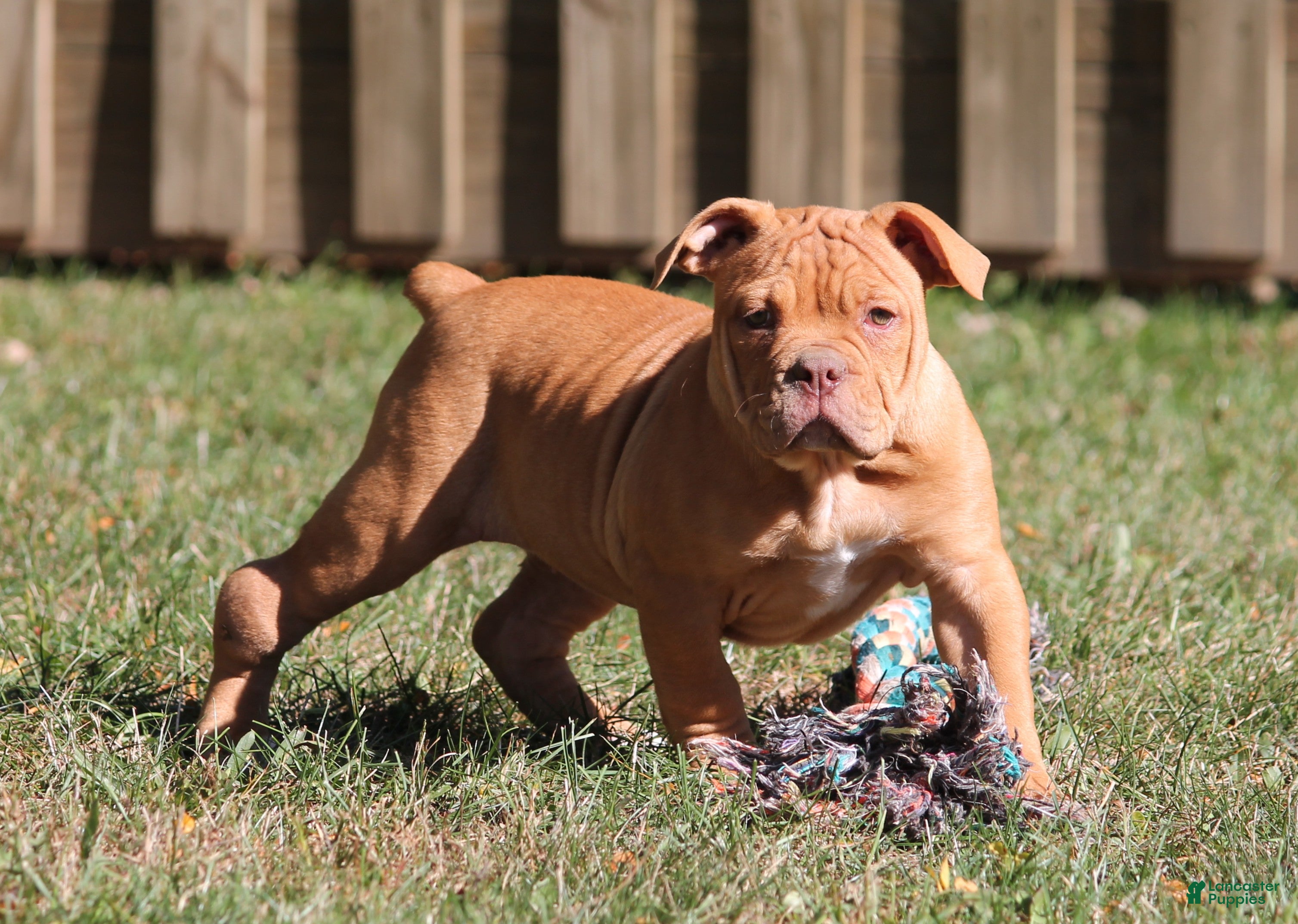 Olde English Bulldogge dogs for sale: Bluegates BETTY - Ad 1
