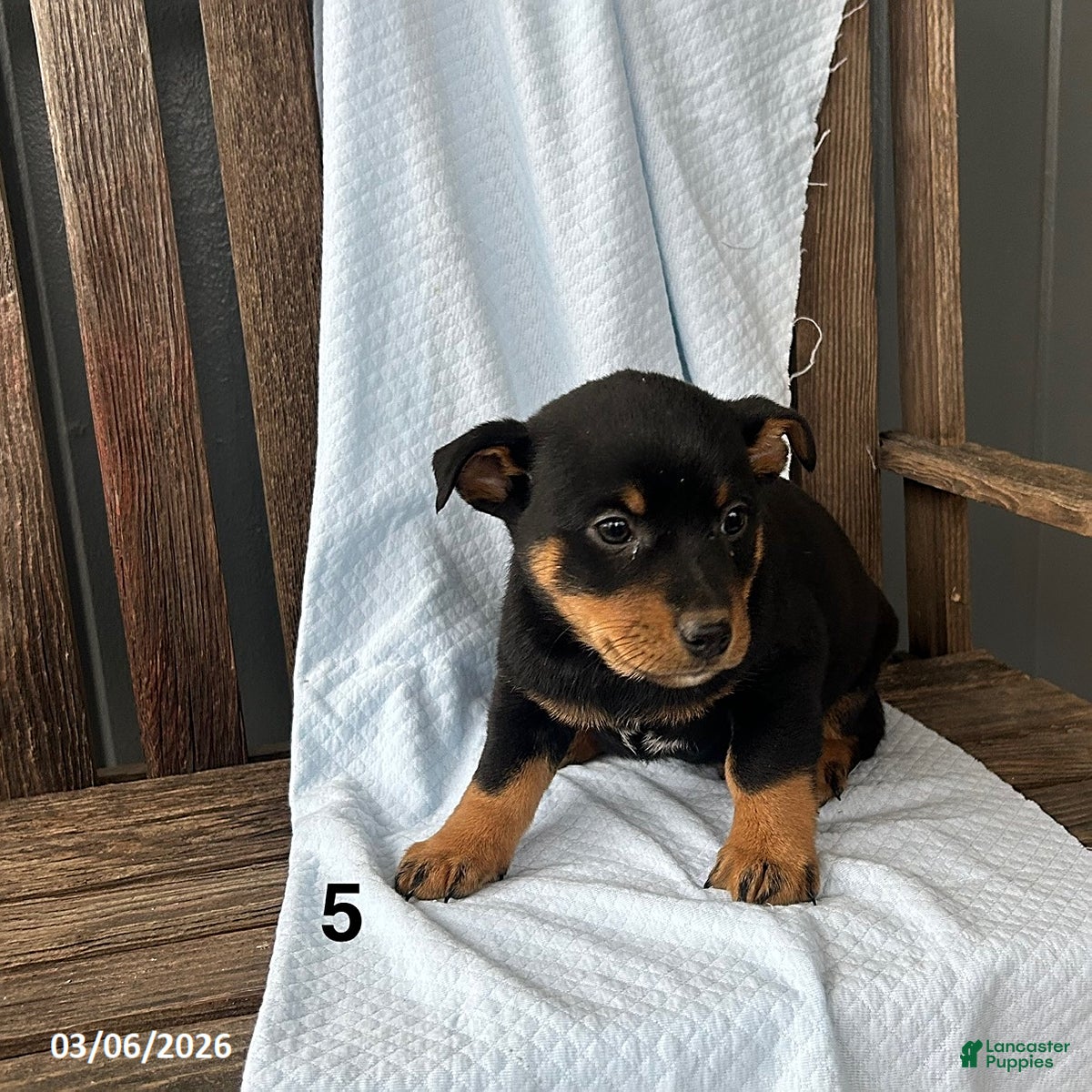 Mixed Breed dogs Bear - Ad 2